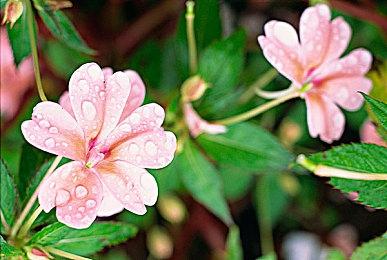 育碧策略游戏《纪元117：罗马和平》实际演示公开